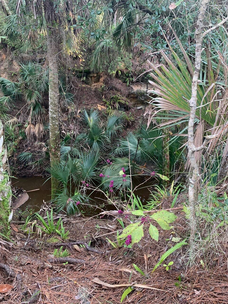 Wildlife Encounters