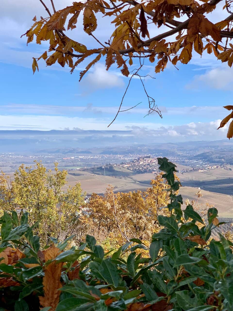 Tranquil Green Space