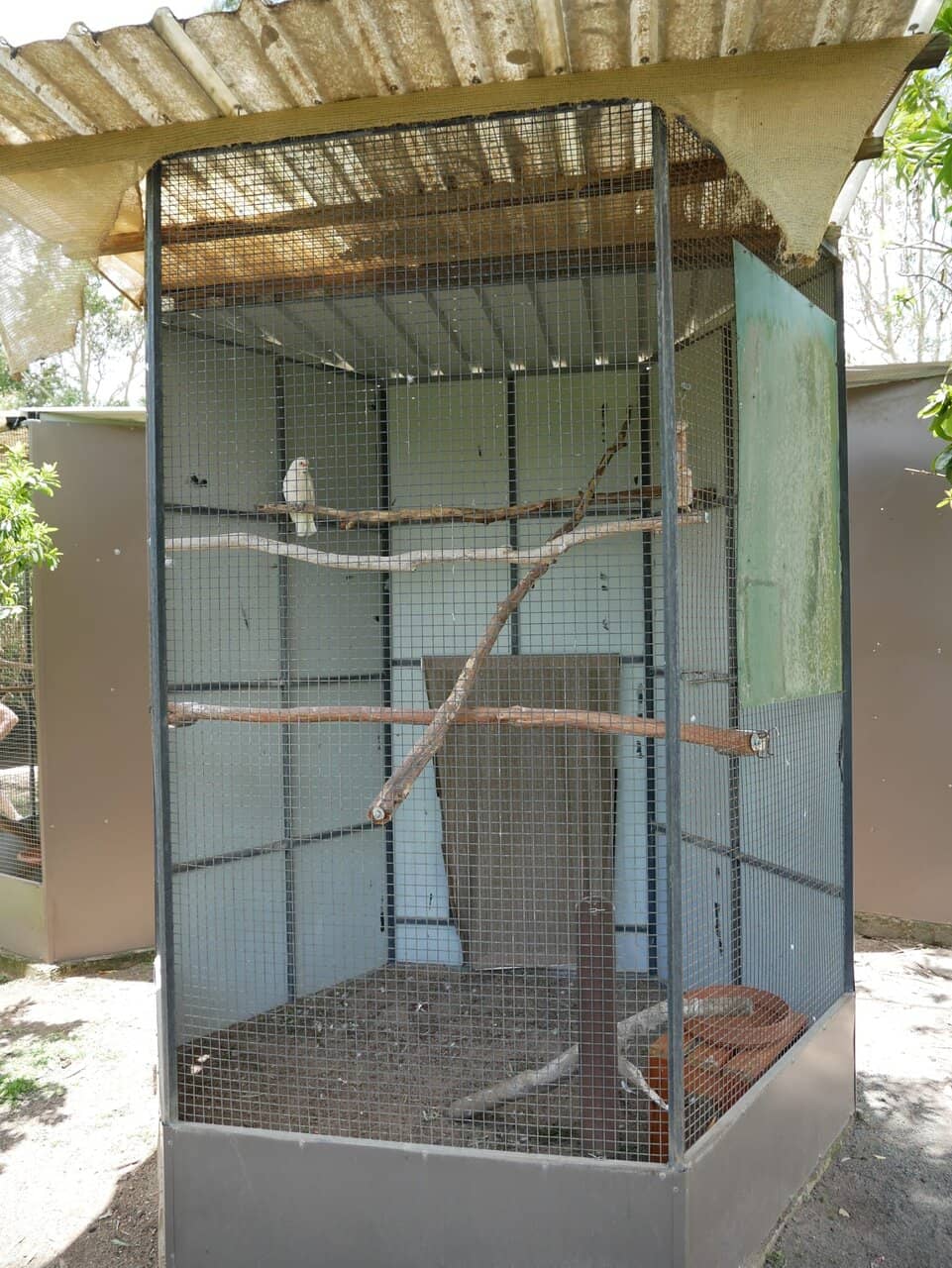 Free-Roaming Birds & Animals