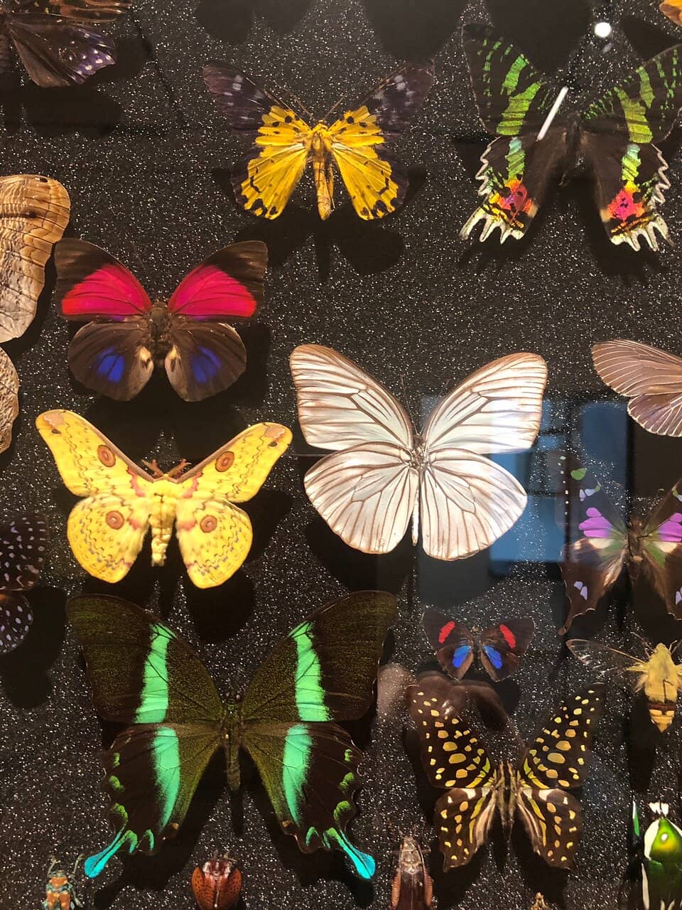 Denazification Insights