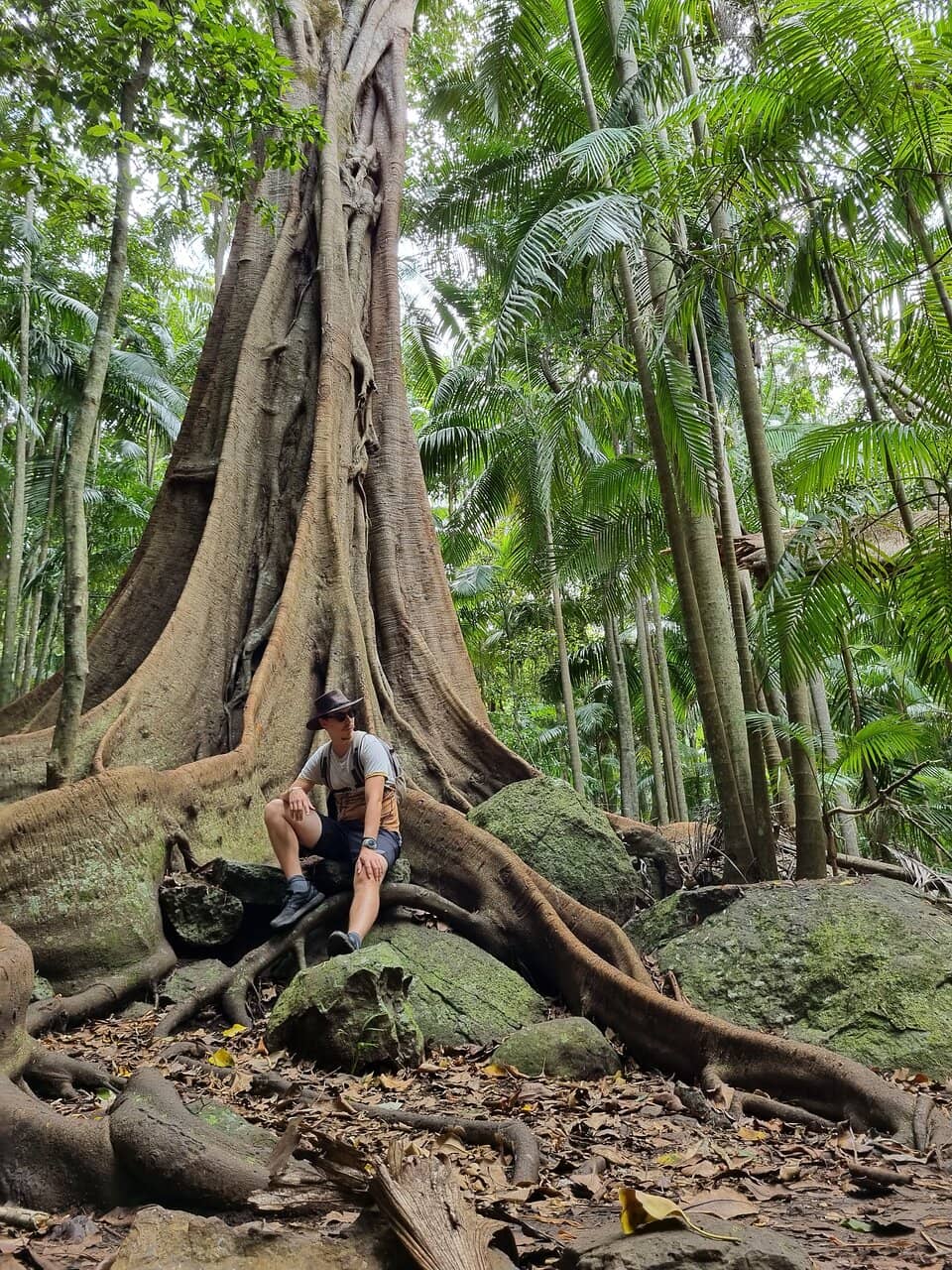 Rainforest Canopy