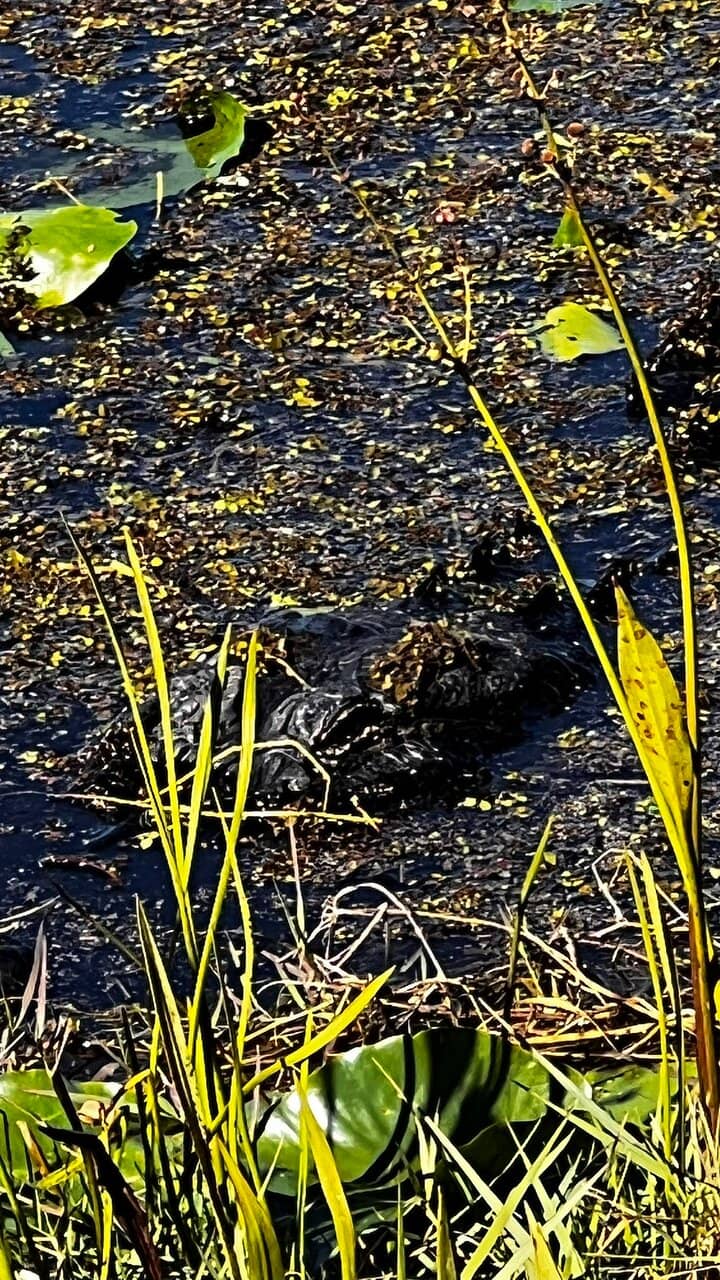 Newly Renovated Playground
