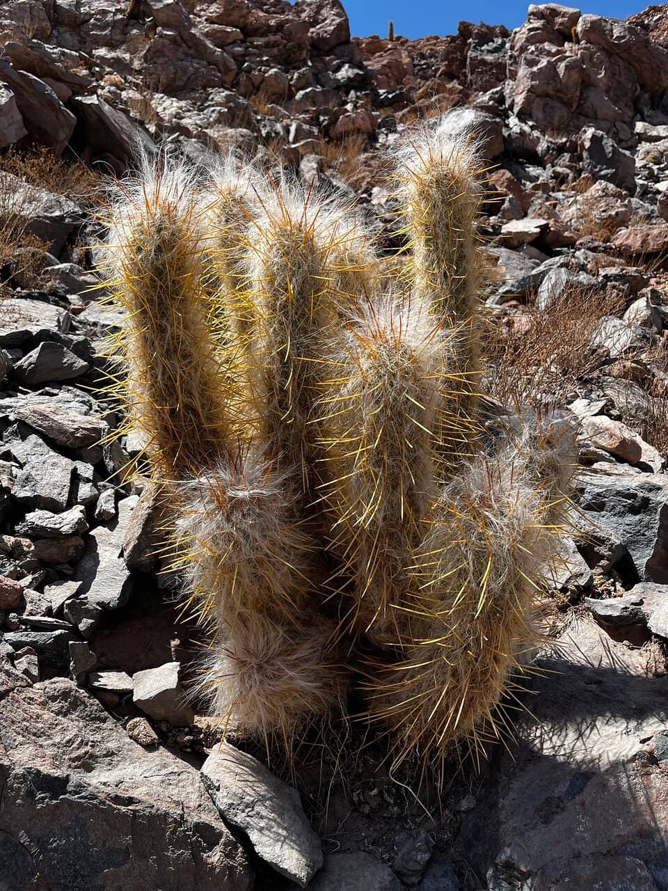 Towering Cardon Cacti