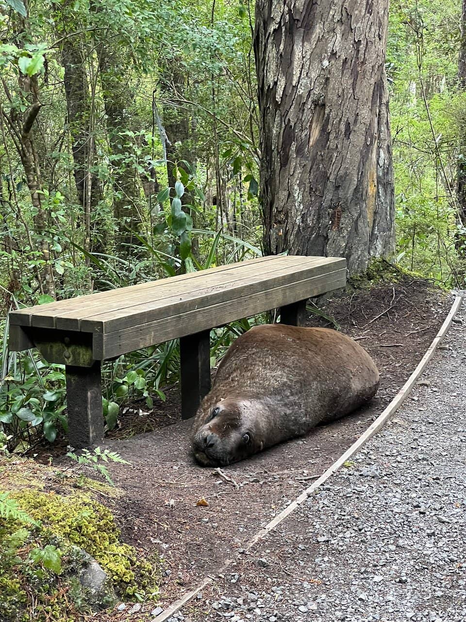 Predator-Free Sanctuary