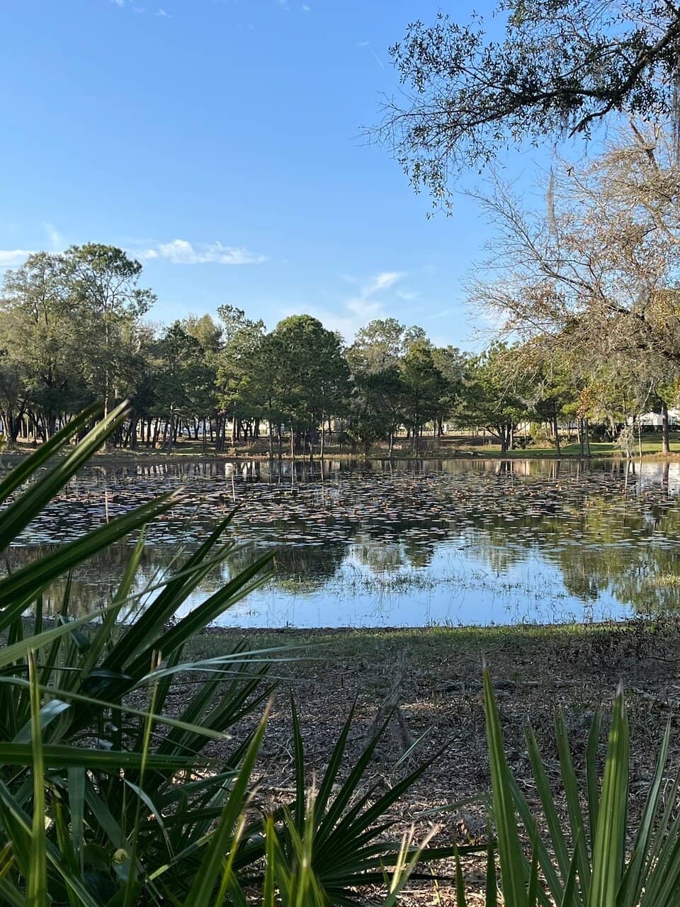 Shaded Tree-Lined Paths