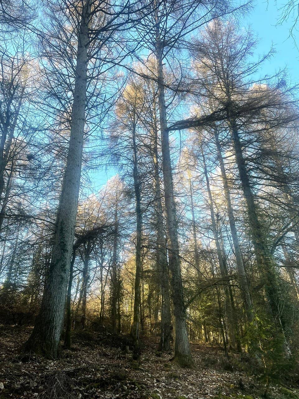 Wild Boar & Deer Spotting