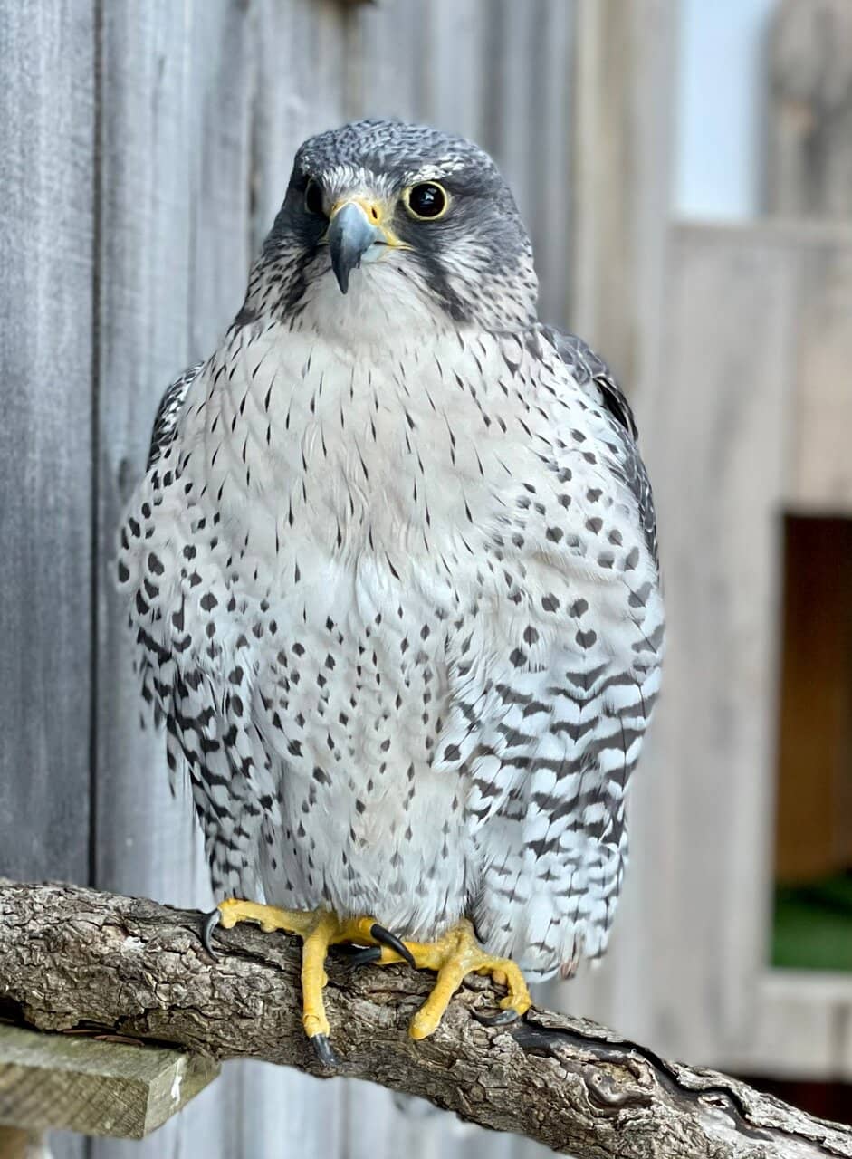 Winterlit Light Display