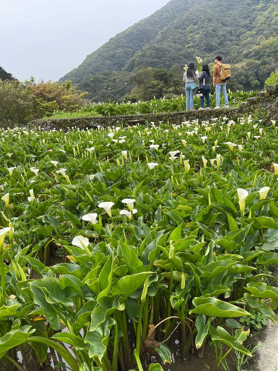 Scenic Mountain Views