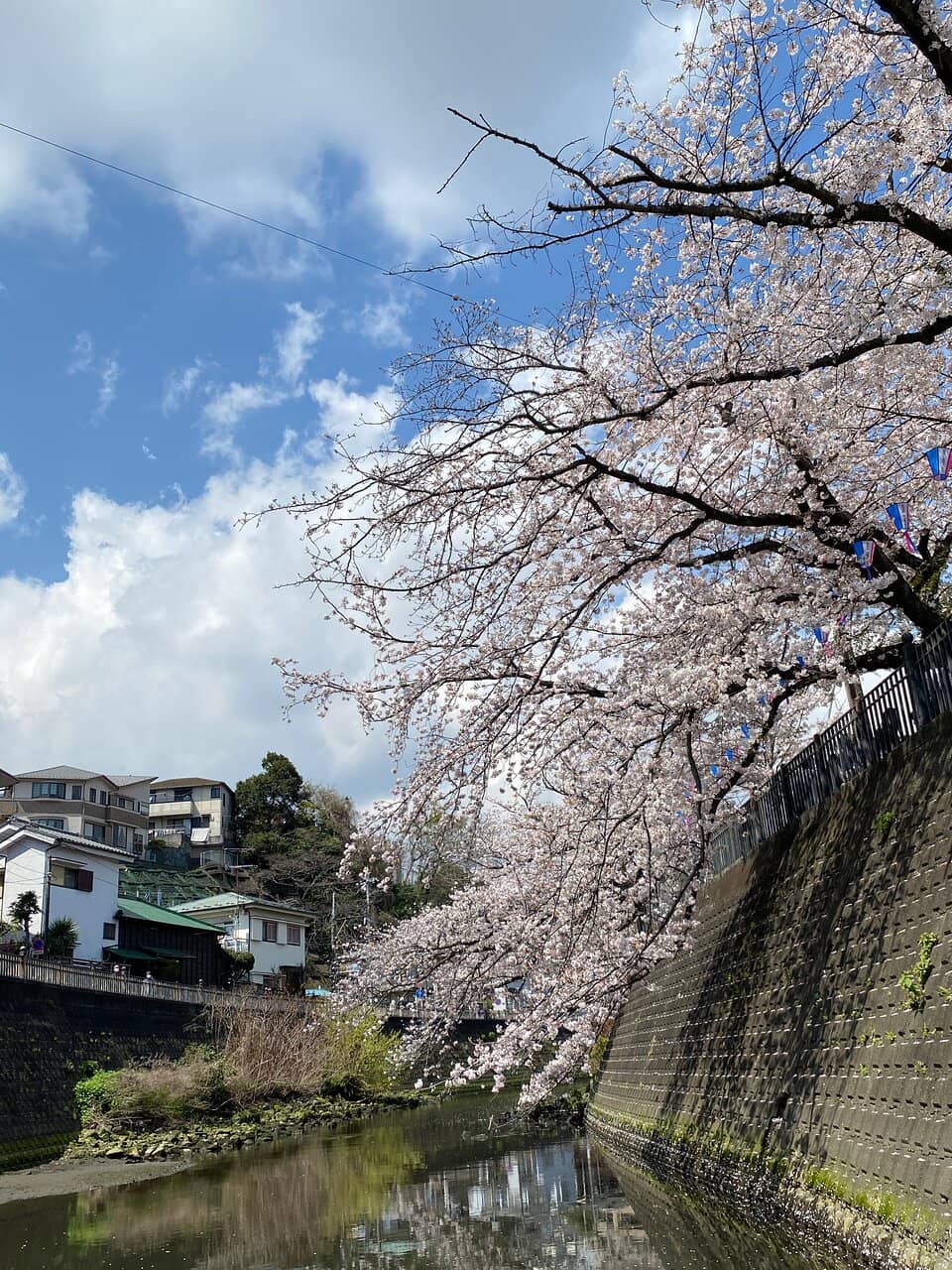 Food Stalls & Festive Atmosphere