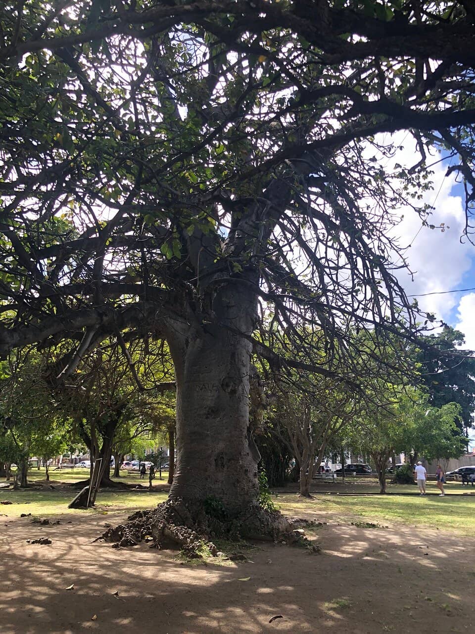 Green Lungs of Basseterre
