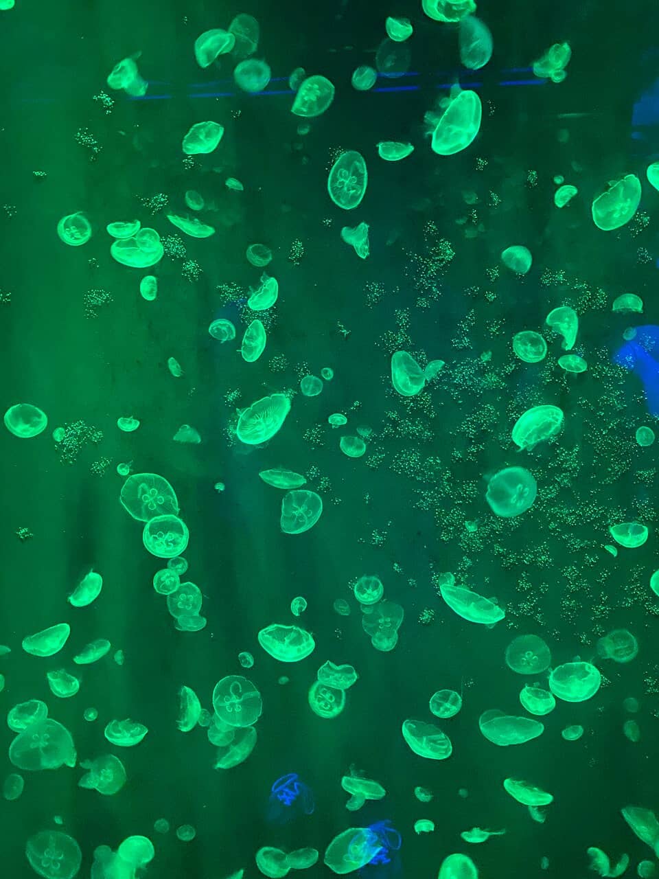 Immersive Media Art
