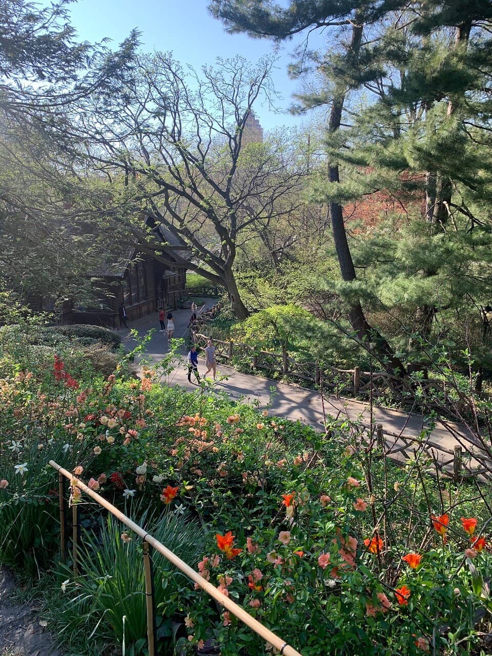 Central Magnolia Tree