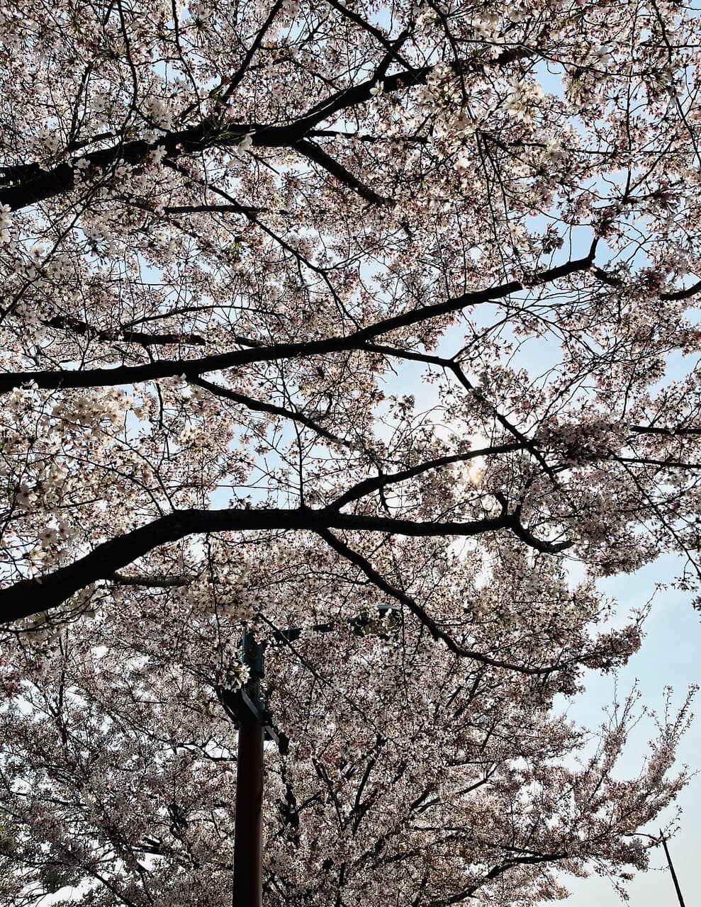 Pink Muhly Grass Fields