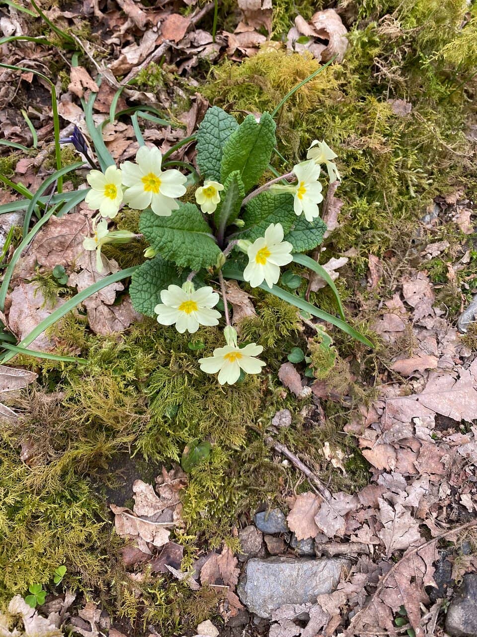 Otter Pool Viewing Platform