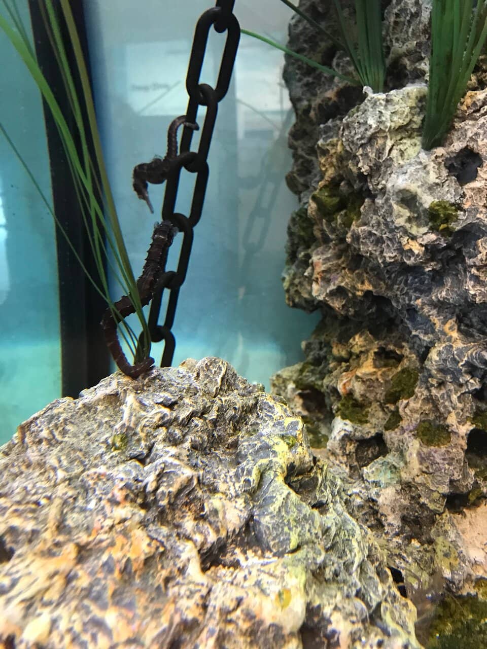 Bird Watching Platforms