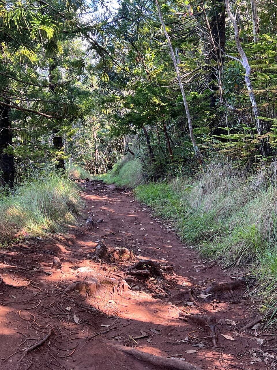 Native Hawaiian Forest