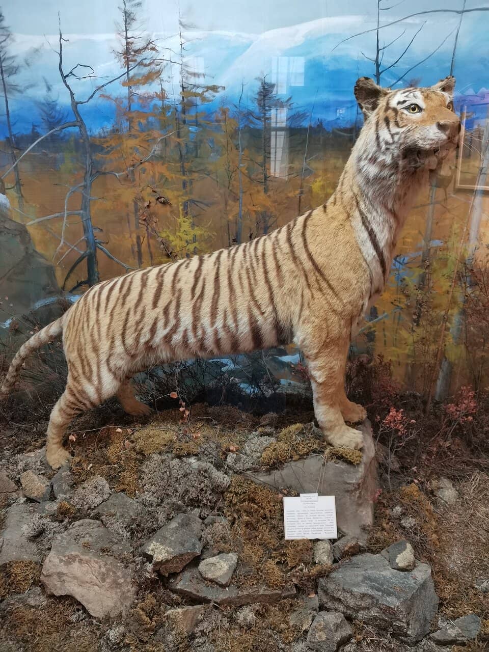 100th Anniversary of the Far Eastern Republic