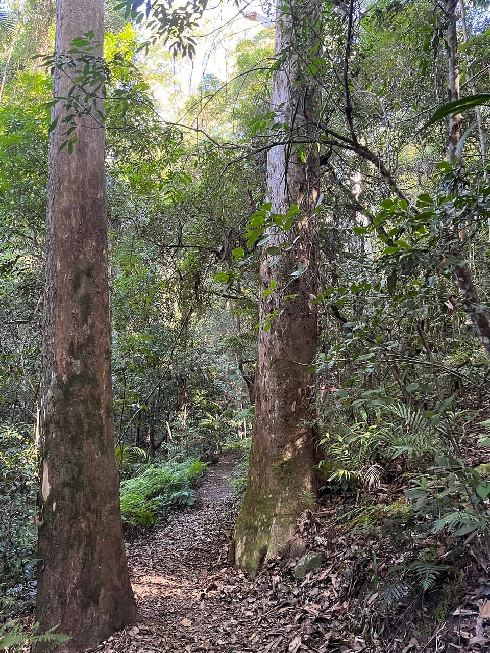 Northbrook Mountain Ridgeline
