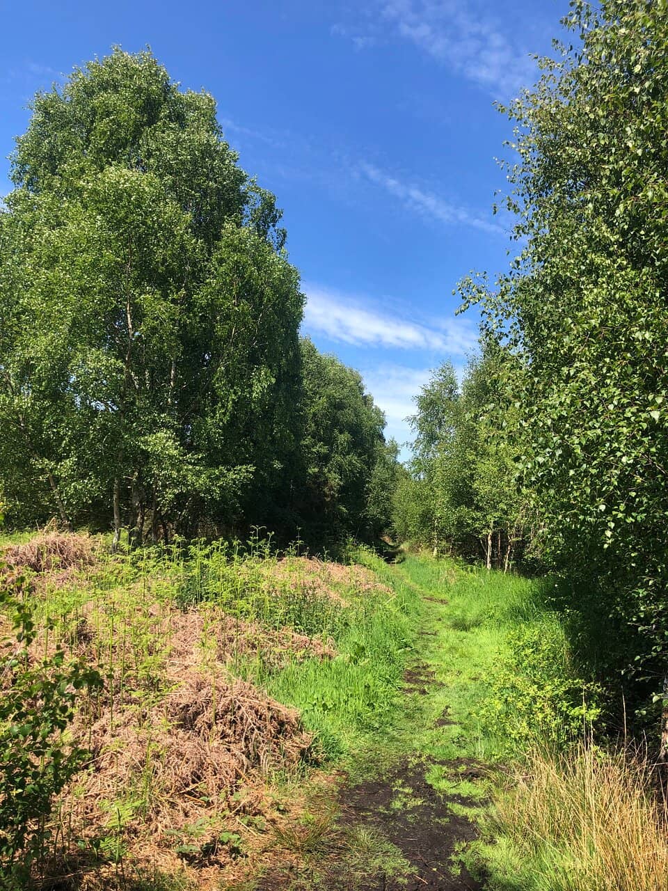 Insectivorous Plants