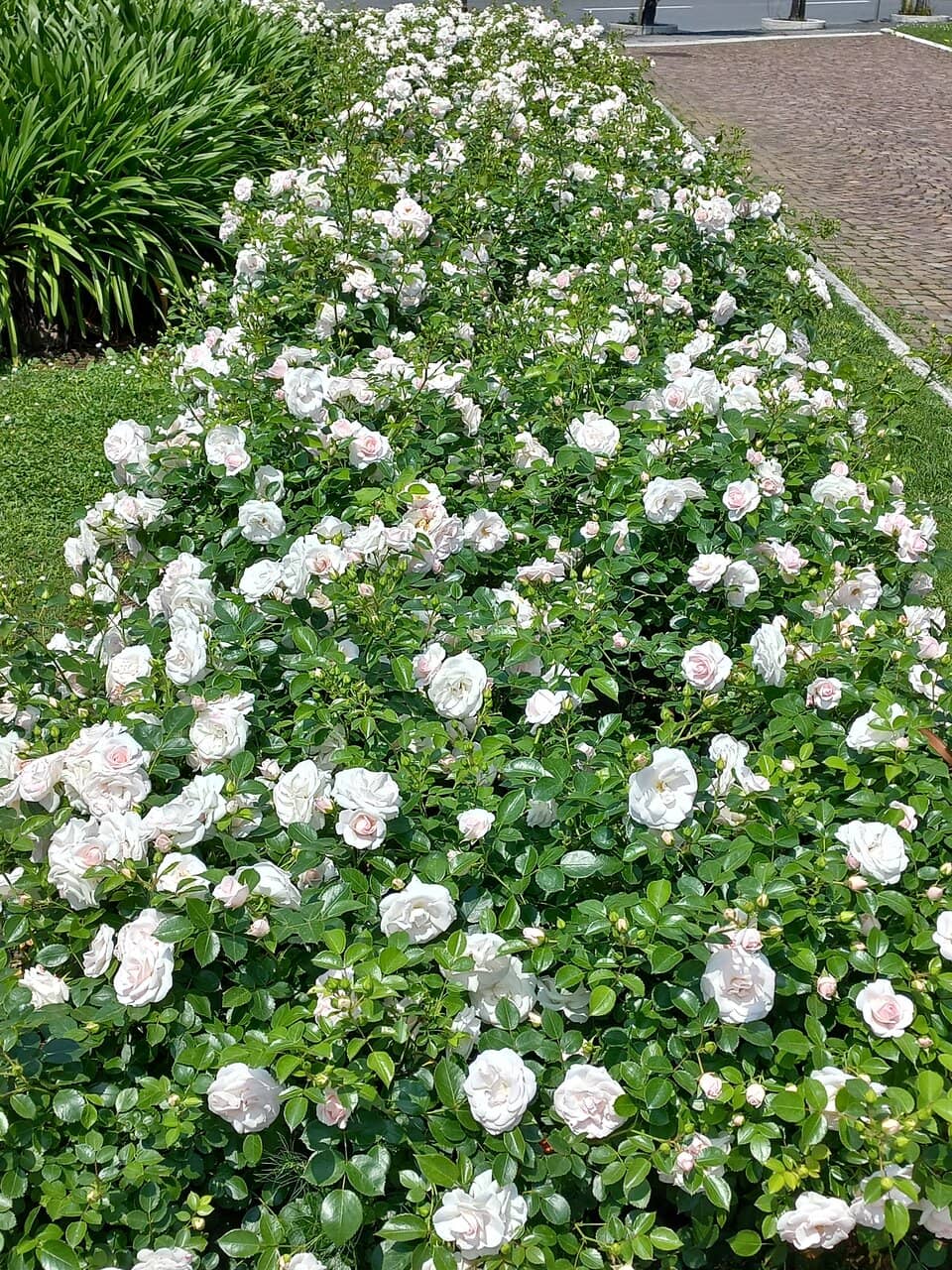 Passeggiata Morin Waterfront