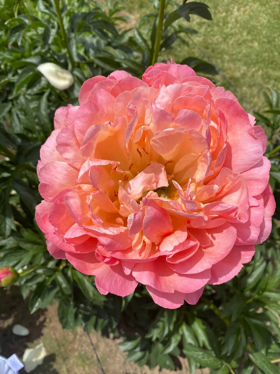 Indoor Showroom & Sales