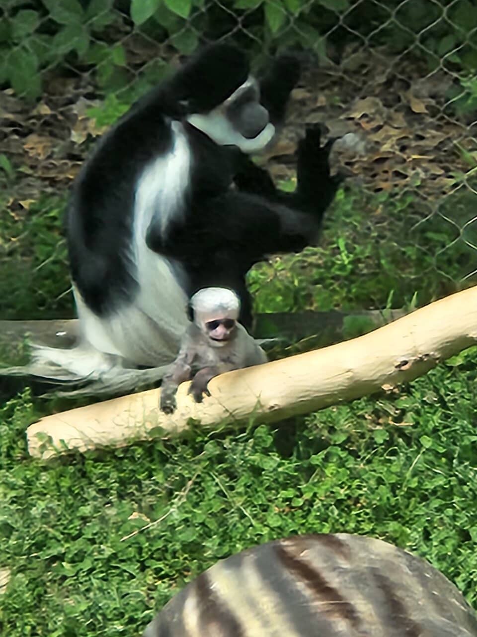 Interactive Petting Zoo & Koi Pond