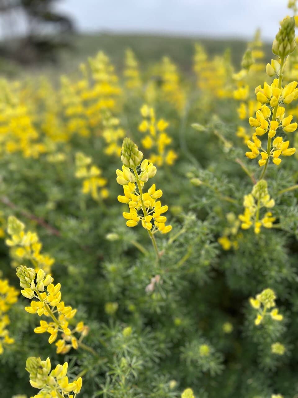 Wildflowers & Diverse Wildlife