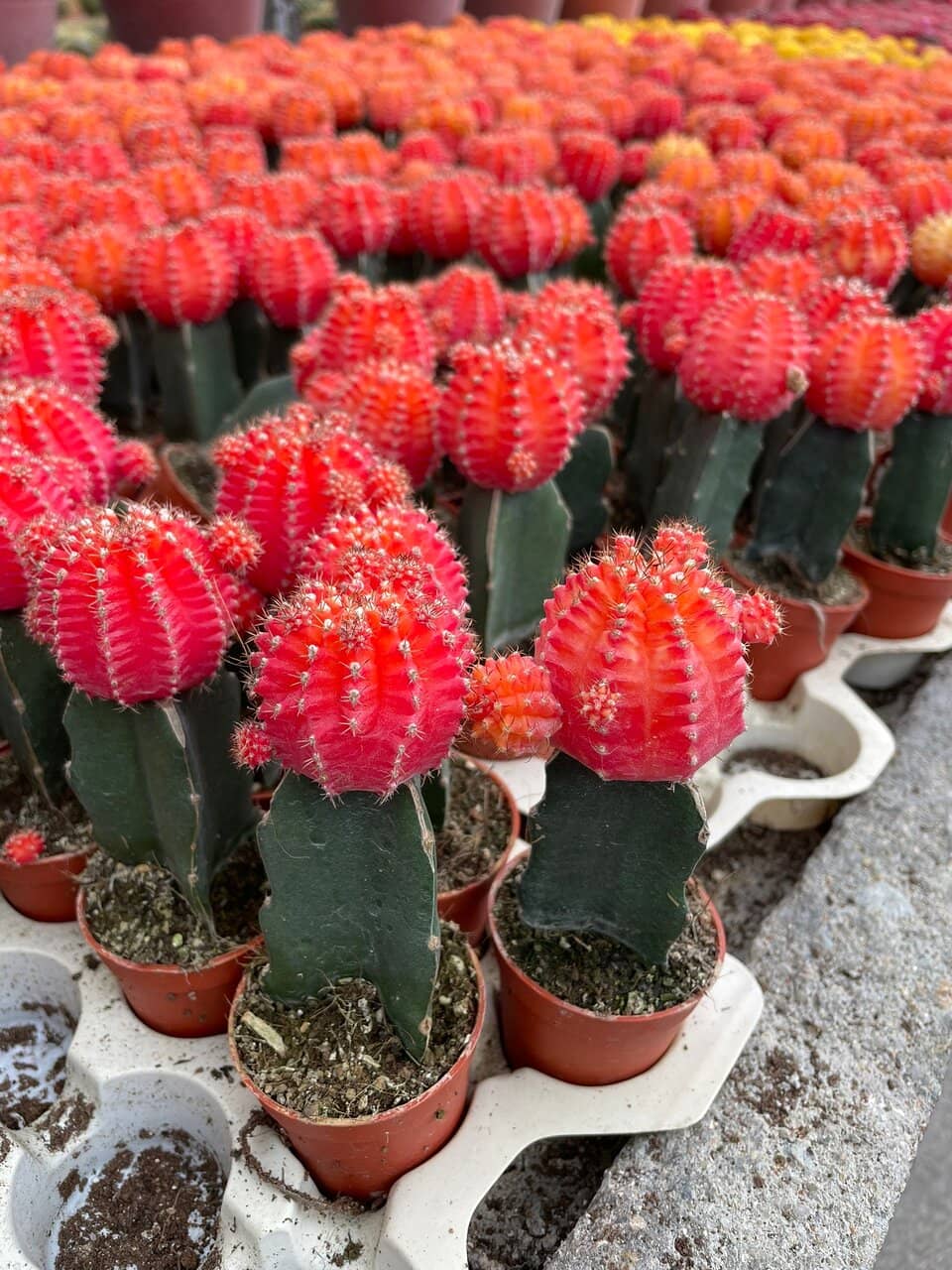 Vibrant Flower Displays