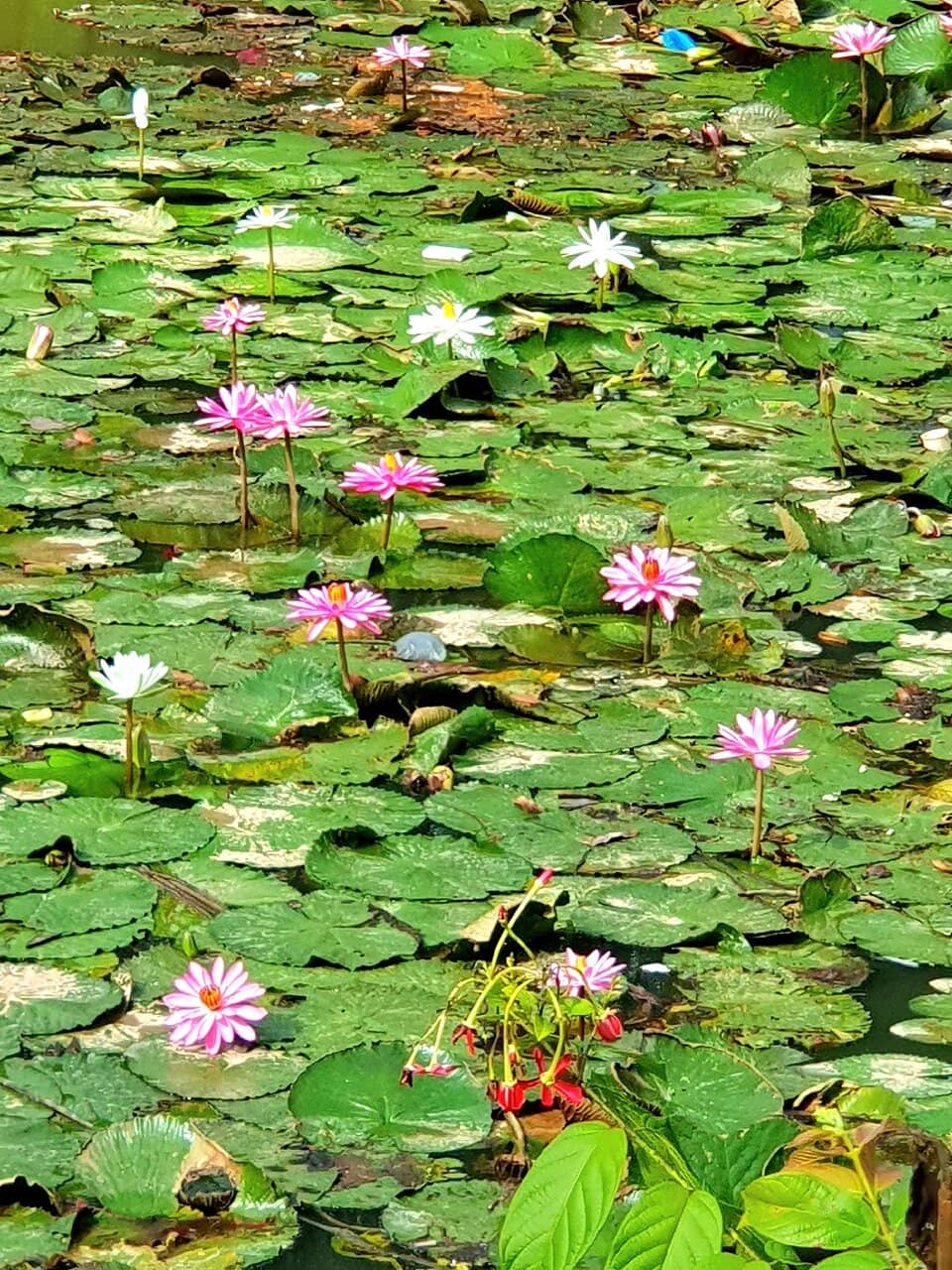 Waterfront Promenade