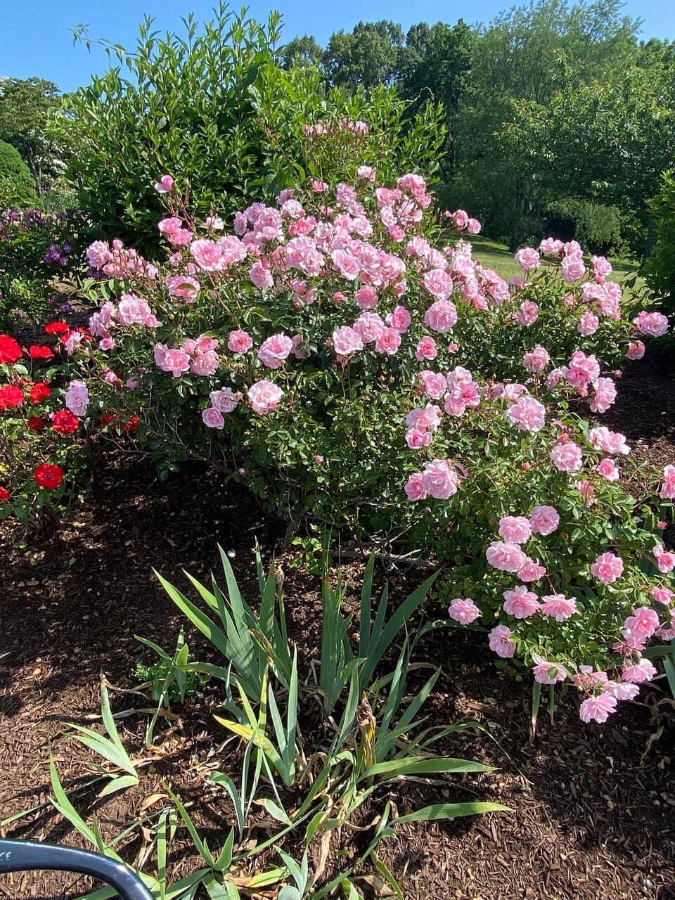 The Waterfall and Vine Arch