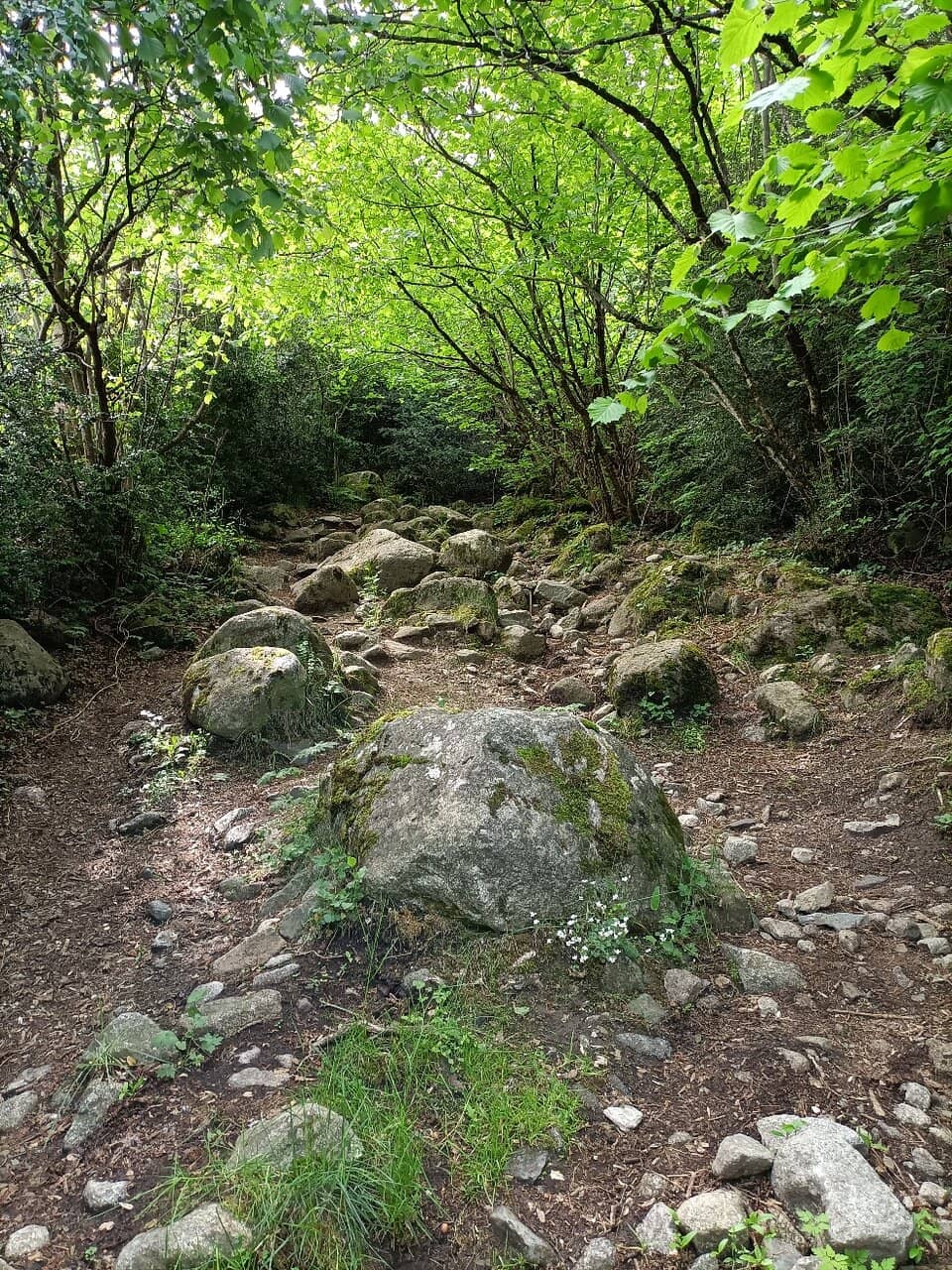 The Scenic Walking Path