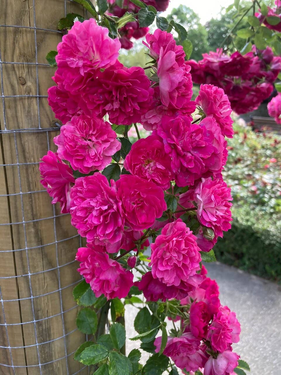 Restored 18th-Century Cottages