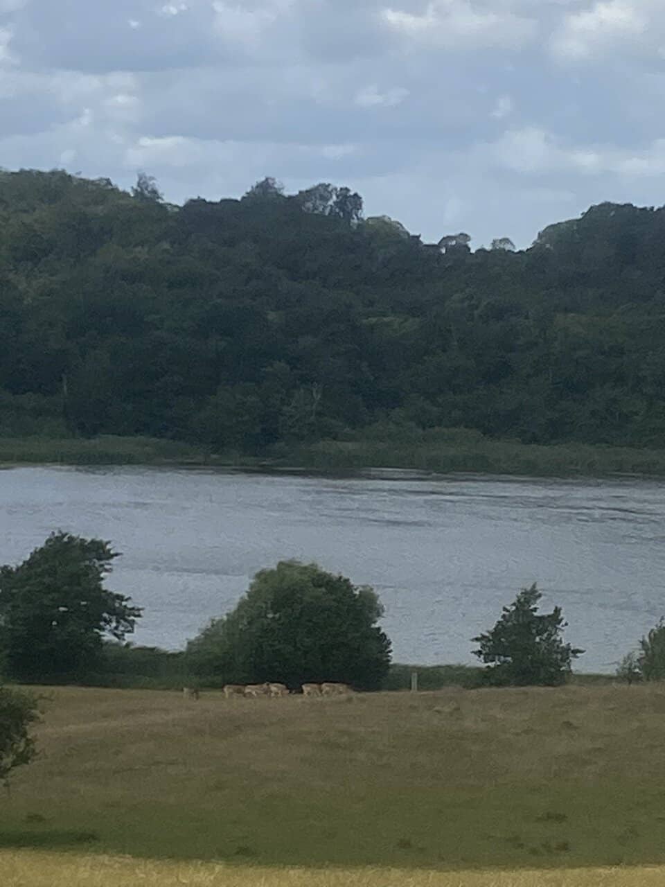 Hedge Maze & Playground