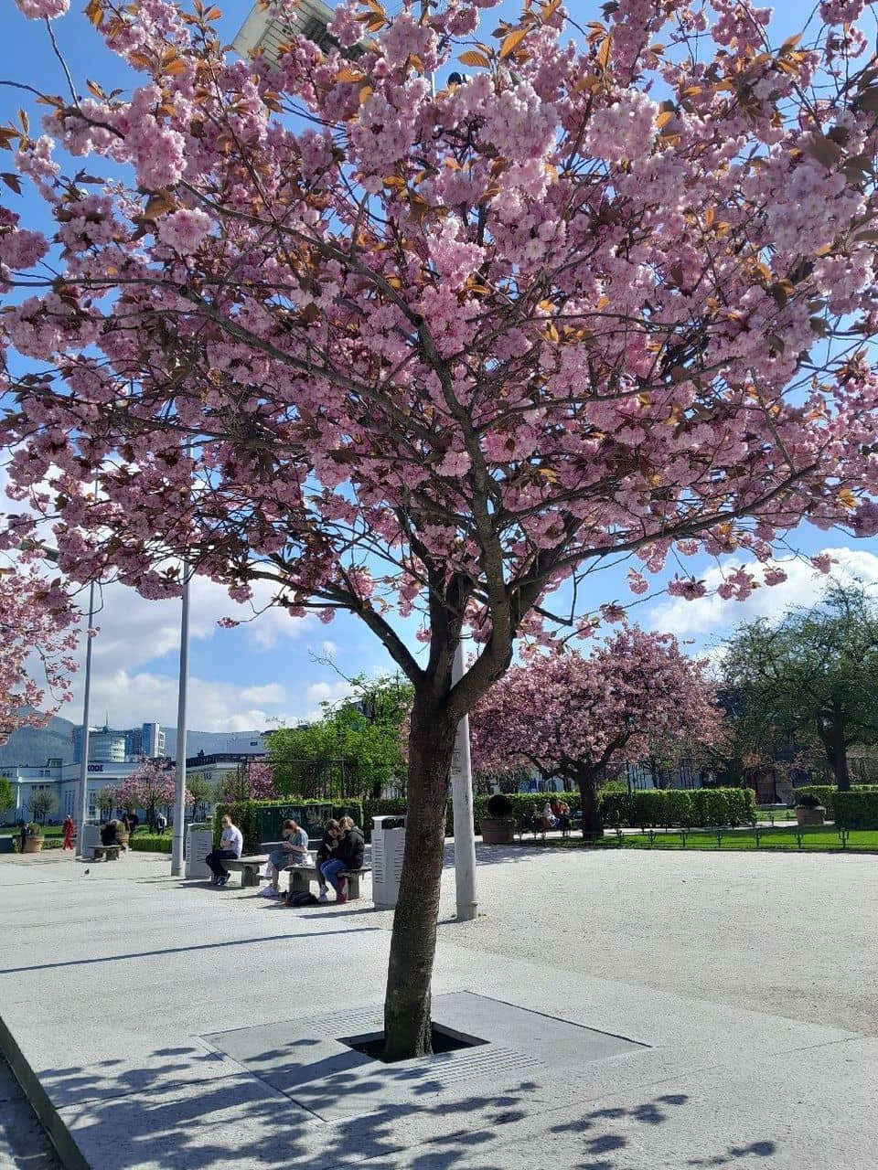Christmas Market Magic