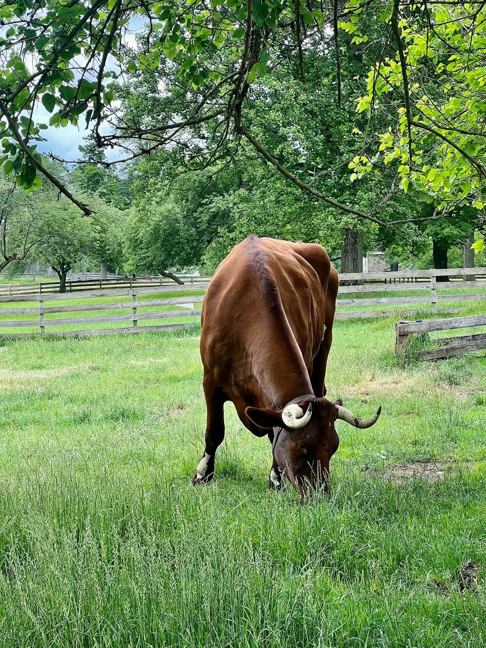 Artisan Demonstrations