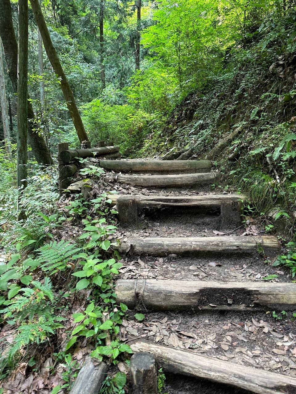 Panoramic Forest Views