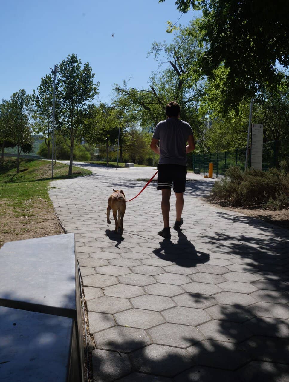 Dog-Friendly Zones