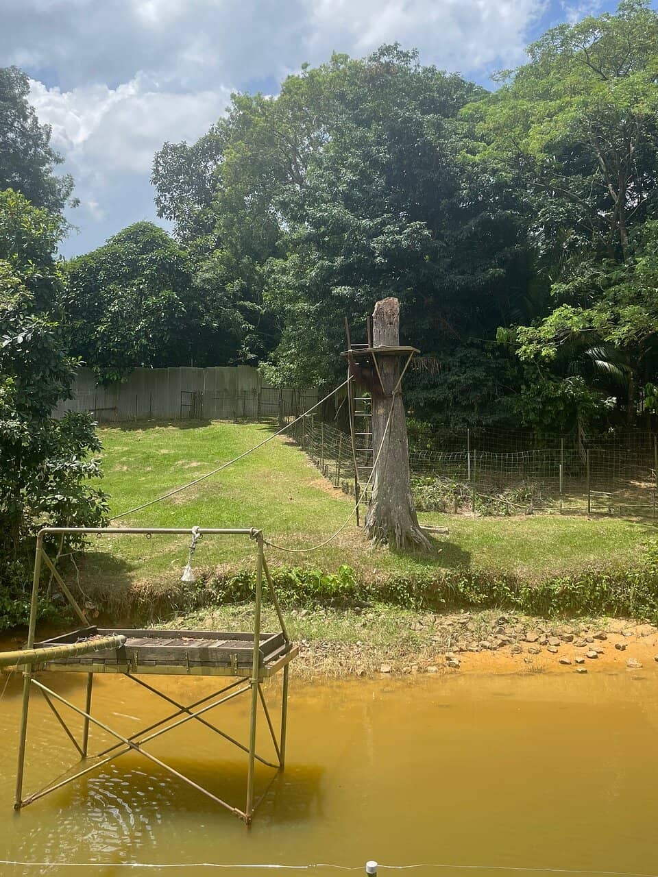 New Orang Utan Island Gallery