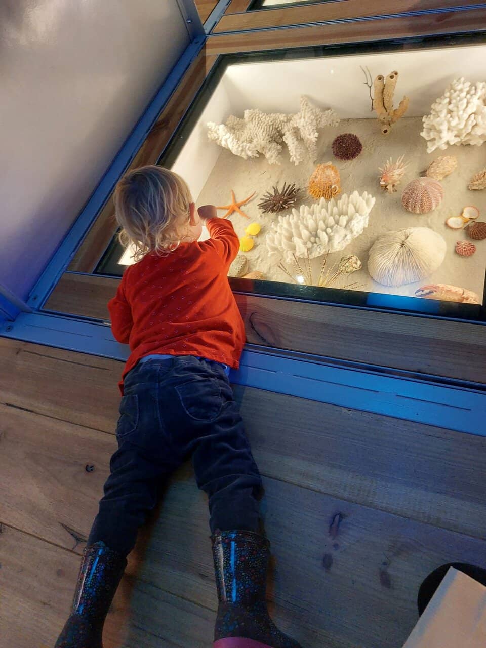 Dinosaur Discoveries