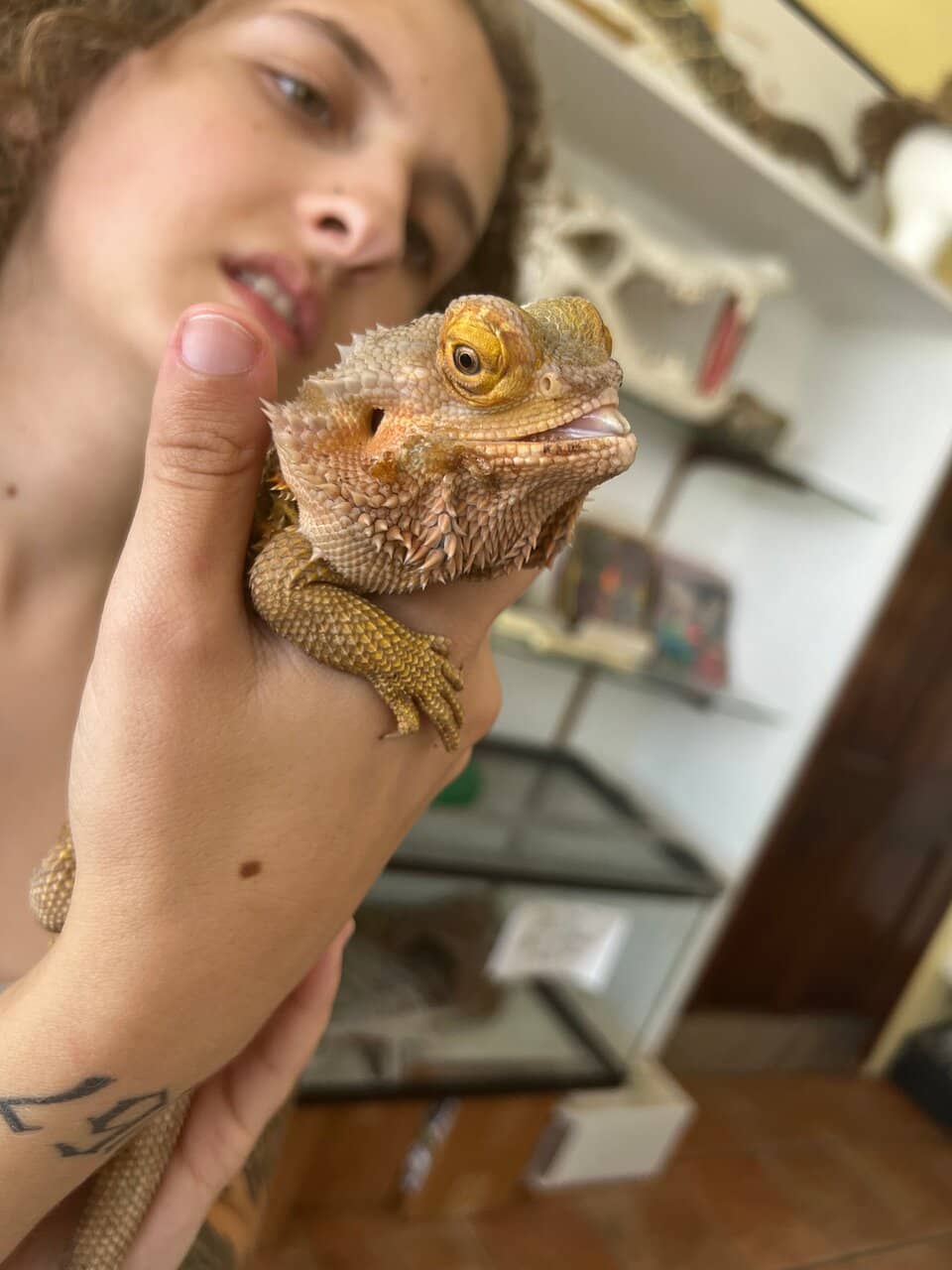 Alligators and Crocodiles