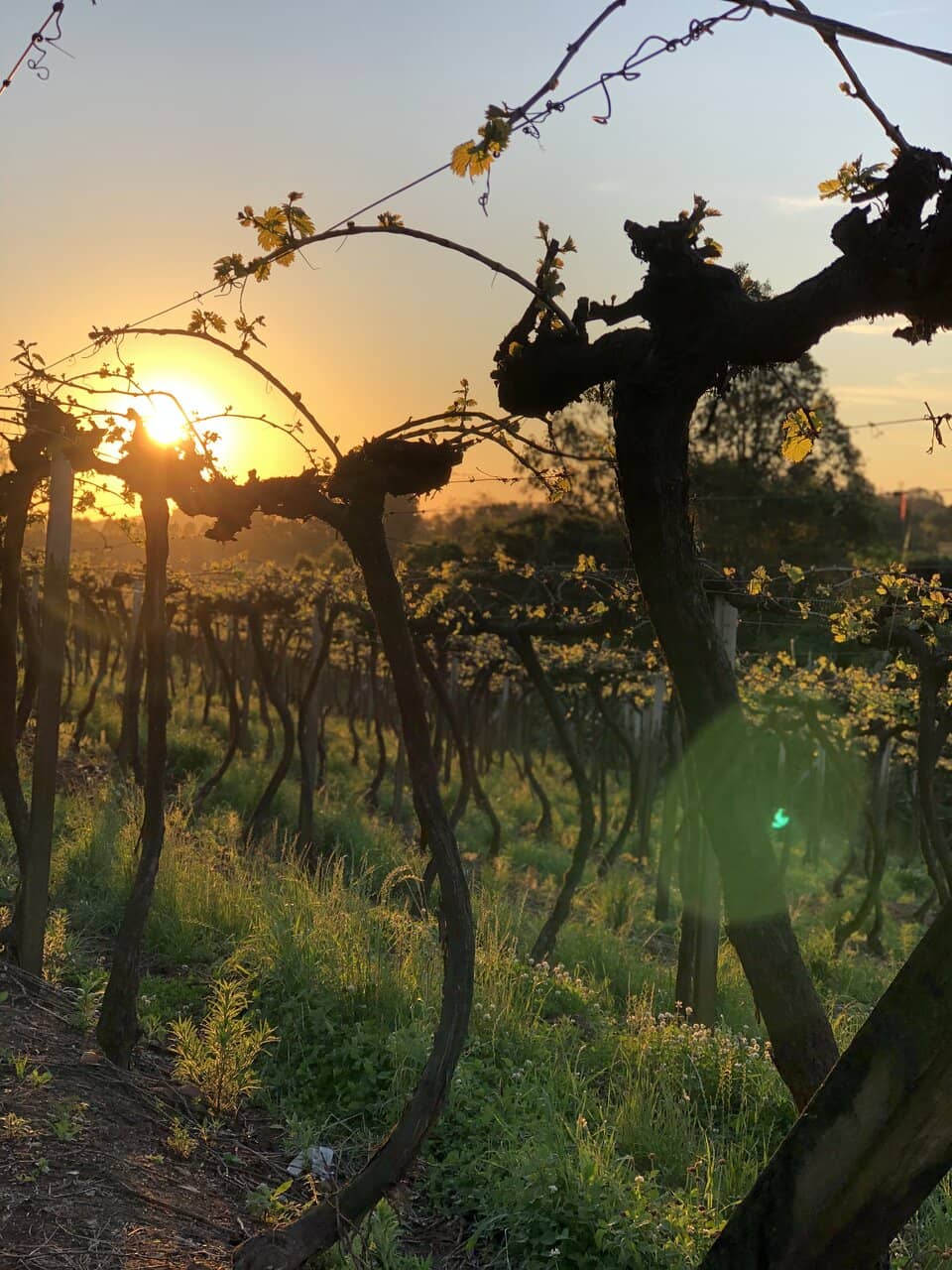 Churchill Series Wines