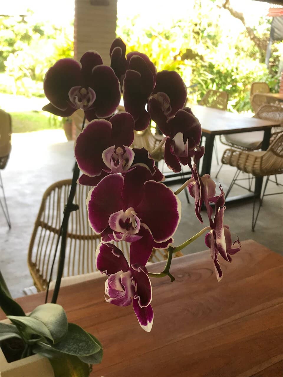 Peaceful Garden Ambiance