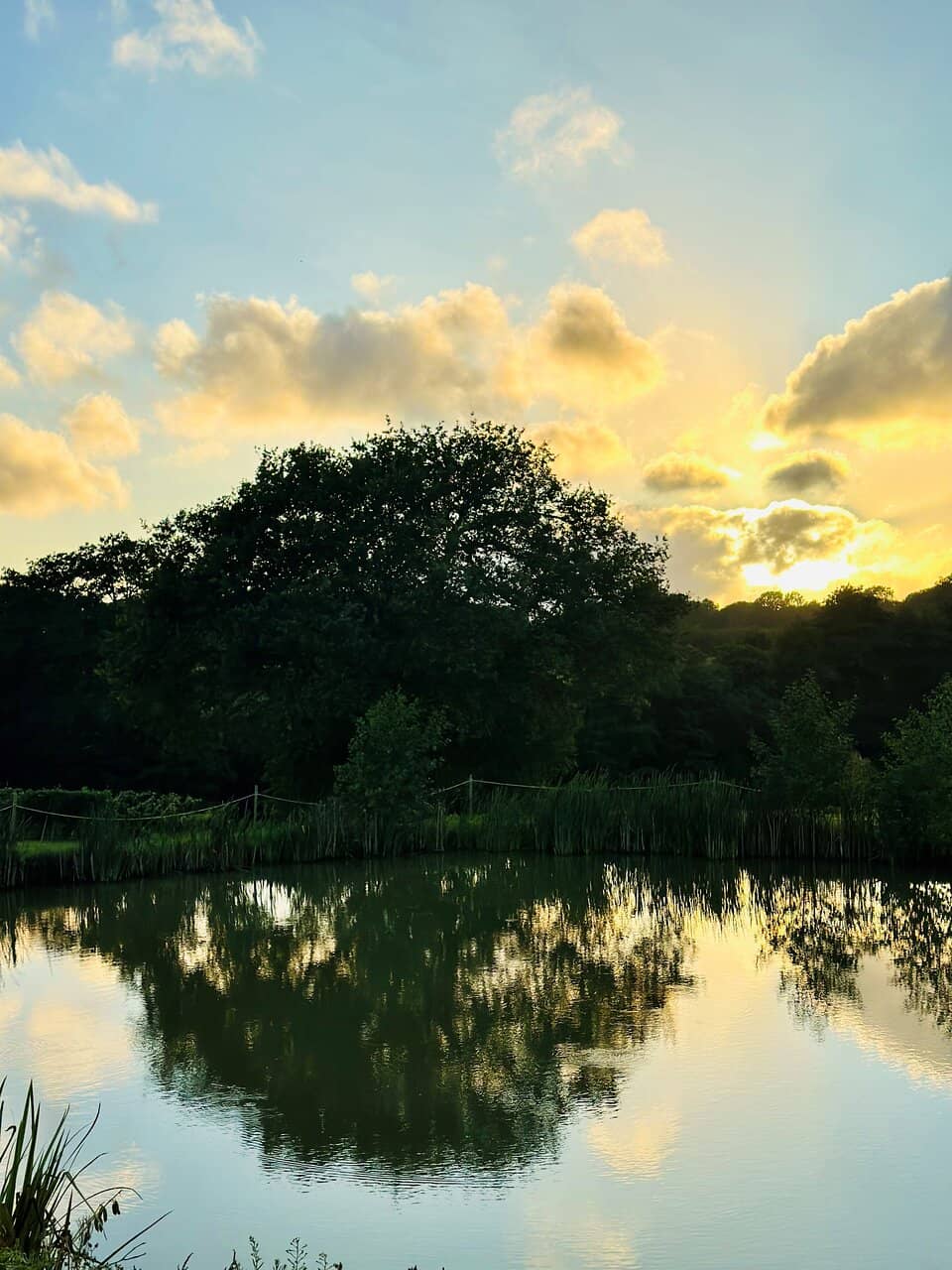 Exploring the Vineyards
