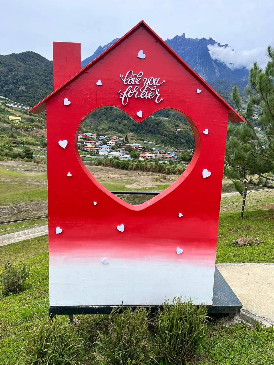 Vibrant Flower & Plant Section