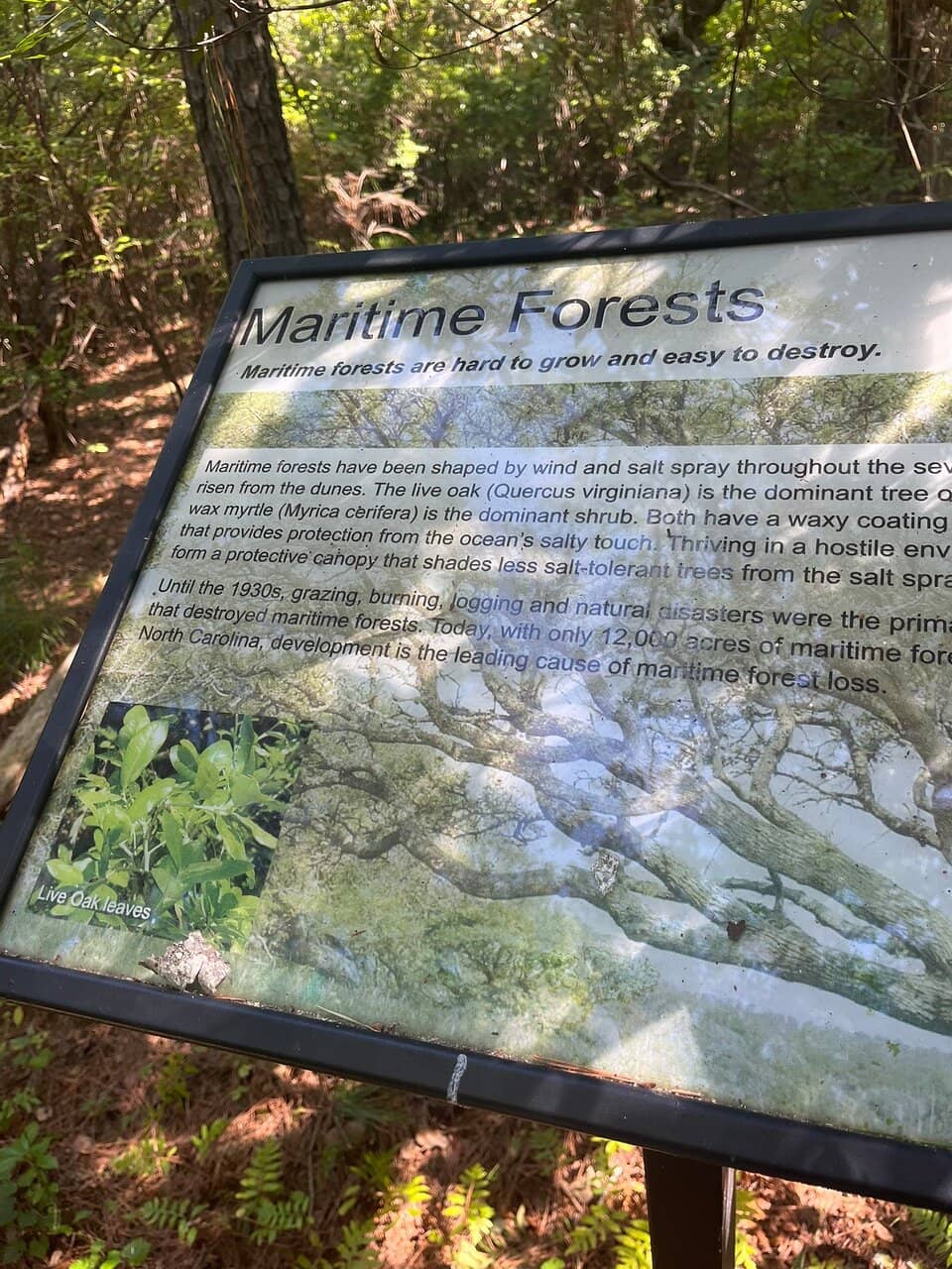 Soundside Sunset Views