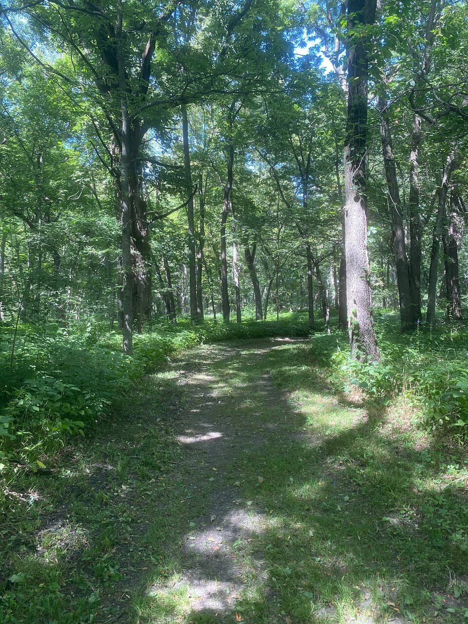 Black Walnut Tree Trails