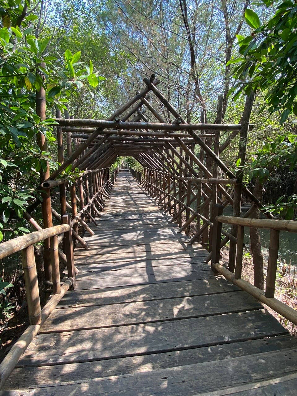 Elevated Bamboo Walkway