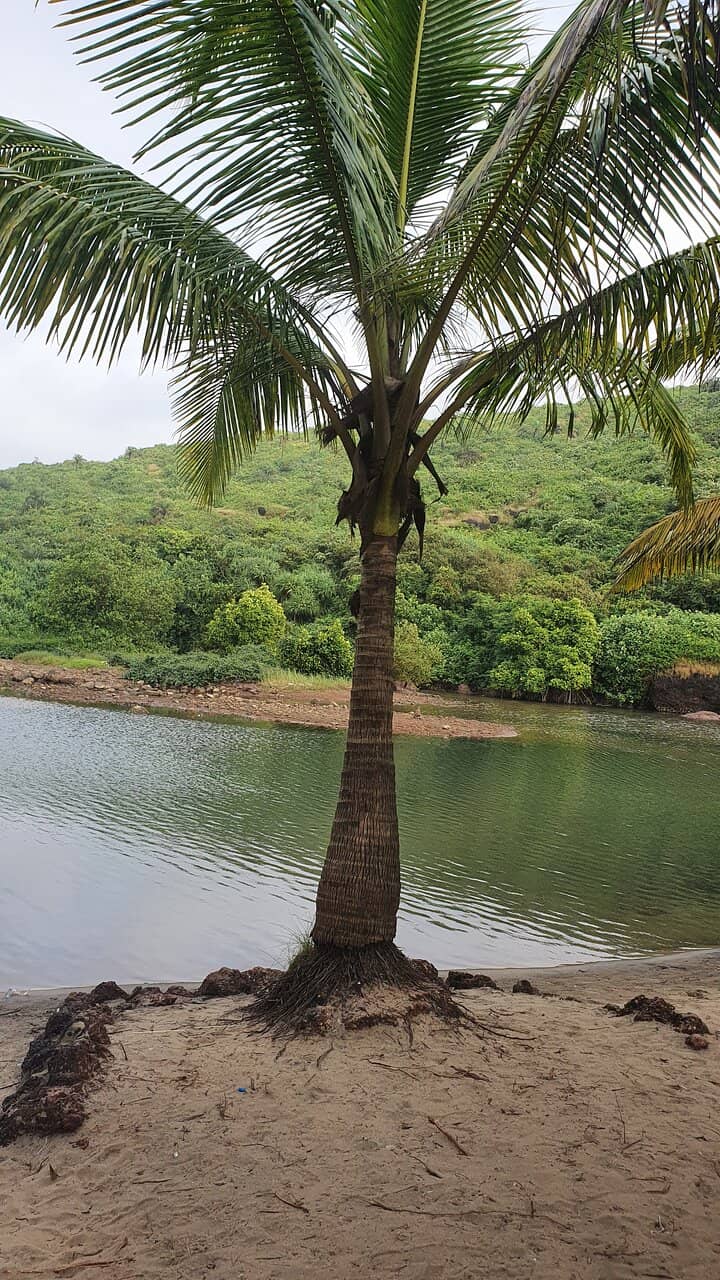 Lush Green Surroundings