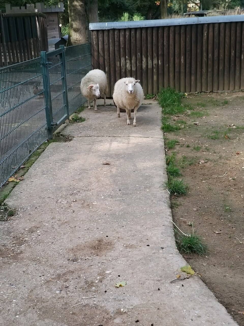 Kid-Friendly Petting Area