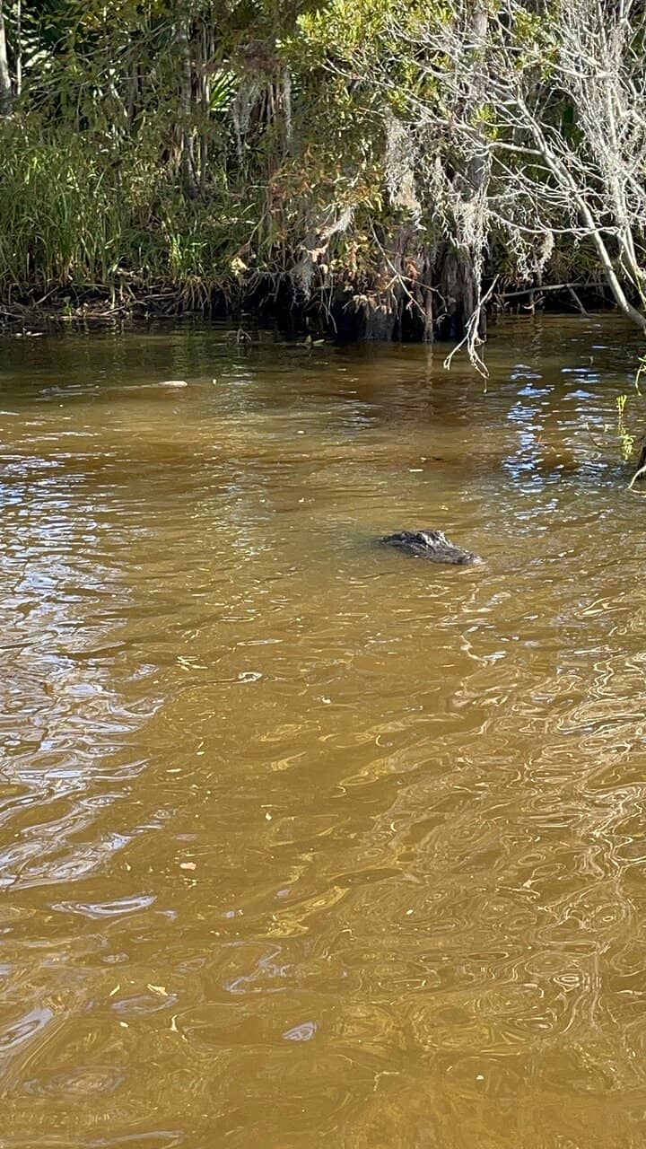 Bayou Wildlife